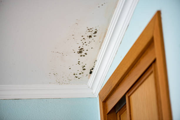 Best Office Mold Removal Services  in Omaha, TX