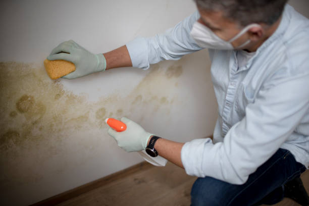 Best Certified Mold Removal  in Omaha, TX