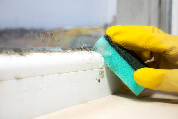 Best Emergency Mold Removal  in Omaha, TX