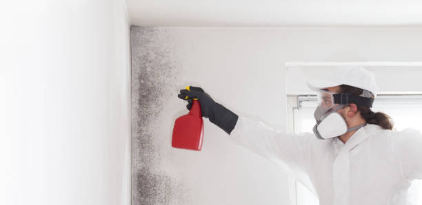 Best Home Mold Removal  in Omaha, TX