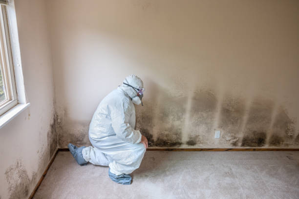 Best Mold Remediation Experts  in Omaha, TX