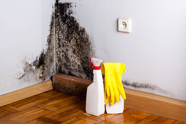 Best Local Mold Removal Service  in Omaha, TX