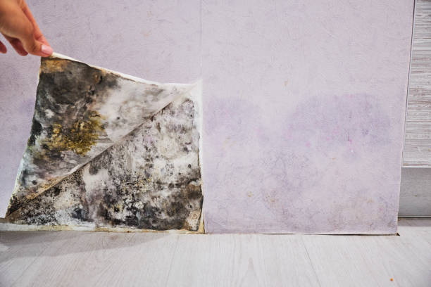 Best Mold Cleaning Services  in Omaha, TX